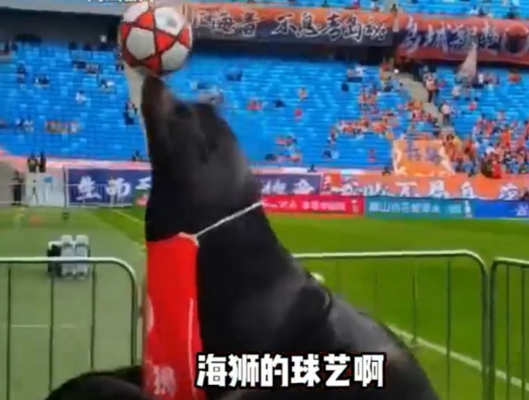 齐鲁德比引入海狮表演 现场顶球引球员侧目 齐鲁德比引入海狮表演 现场顶球引球员侧目